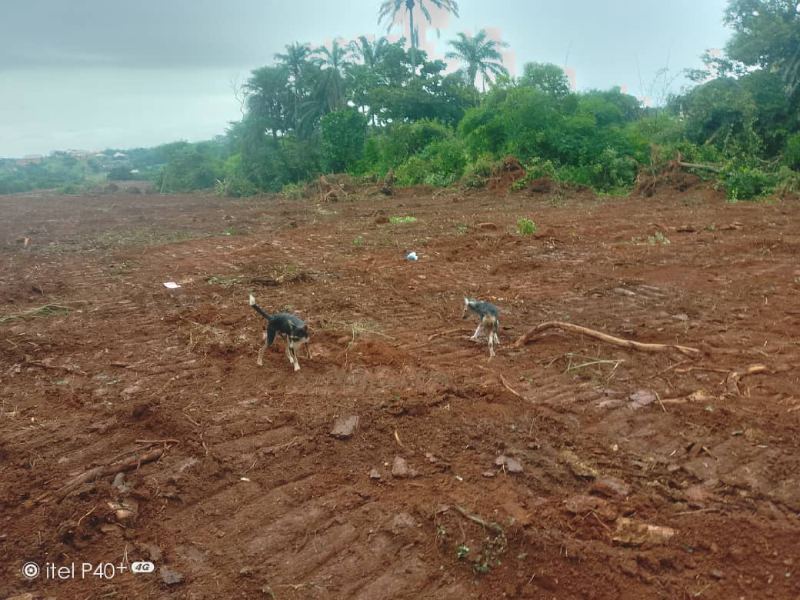 The controversial Umuatugbu Oma ancestral land.